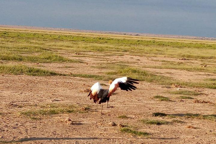 6日間:L.ナクル、Lエレメンタイタ公園、マサイマラ国立保護区