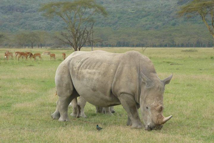 2 dagar Lake Nakuru N/P