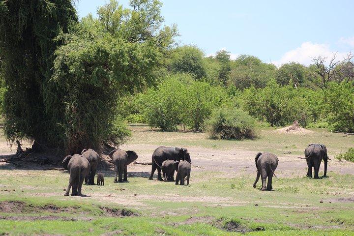 Safari di Chobe da Victoria Falls