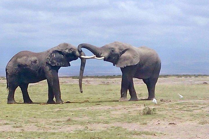 Gita di un giorno al Tarangire National Park