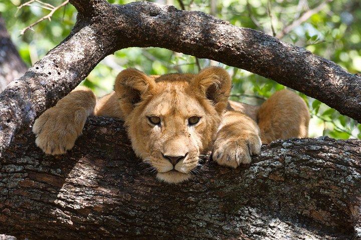 Tour privado de 6 días por Safari en Tanzania