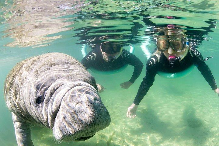 Tour en grupo pequeño con snorkel de manatí