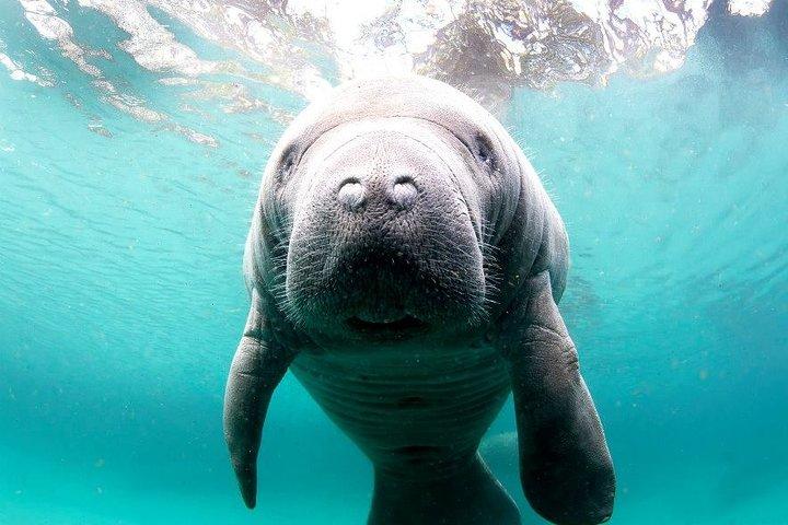 Excursion en petit groupe avec tuba Manatee