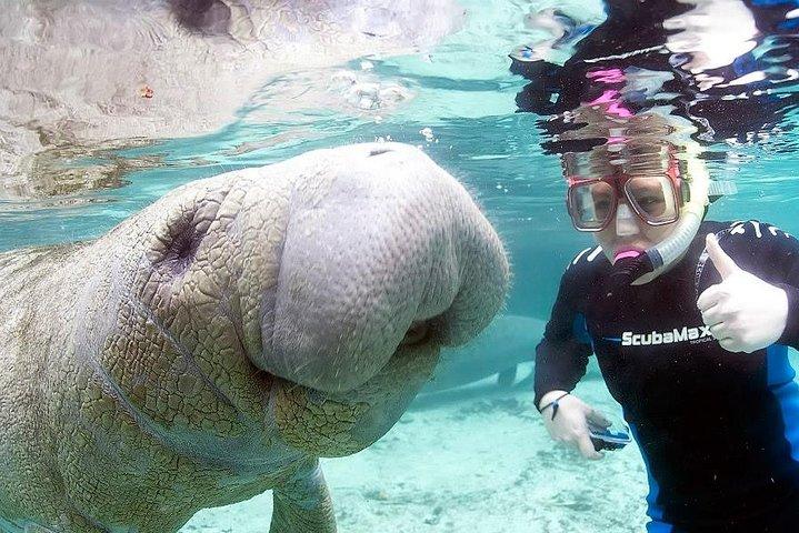 最も人気のある 3 時間のマナティー スイム ツアー + 水中ガイド!
