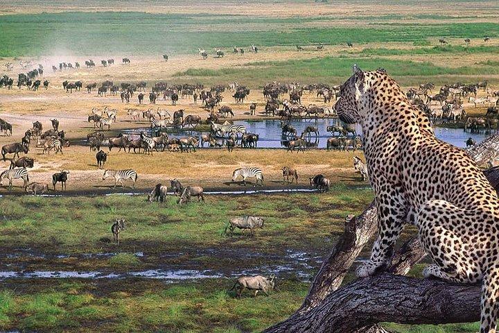 ンゴロンゴロクレーター日帰り旅行
