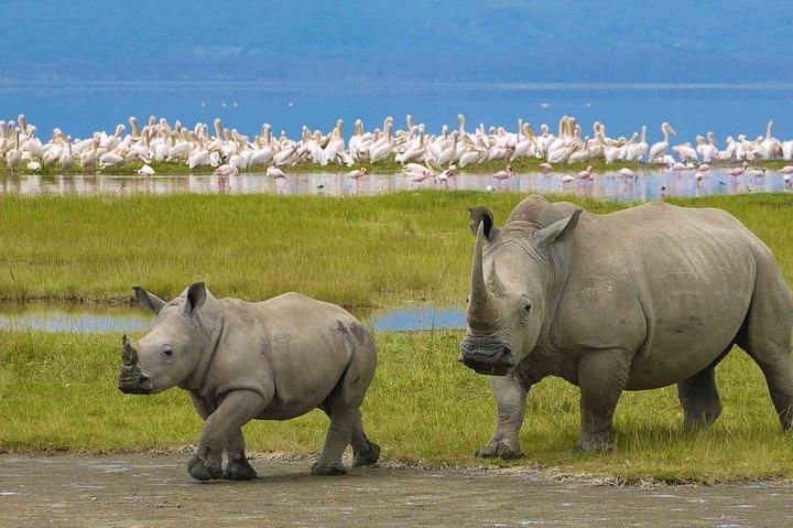 Ngorongoro Crater Dagstur