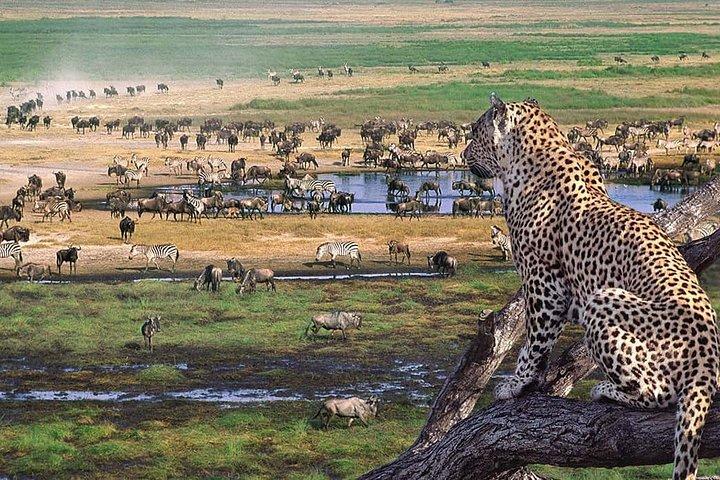 Safari privado de 6 días en Tanzania