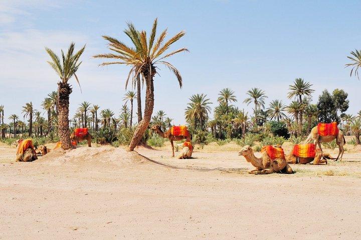 Aktivitet i Marrakech kombinerade buggy- och kamelritt