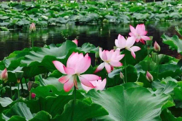 昆明のプライベート日帰りツアー：花と鳥の市場、Dianchi、GreenLakeなど。