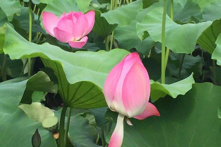 昆明のプライベート日帰りツアー：花と鳥の市場、Dianchi、GreenLakeなど。