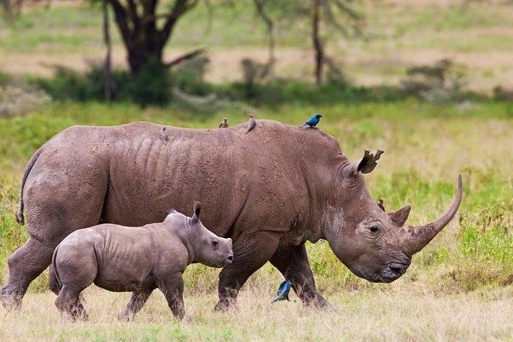 Nairobi Airport Layover: Tour Nairobi National Park
