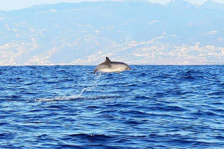 Visite responsable d'observation des baleines et/ou des dauphins