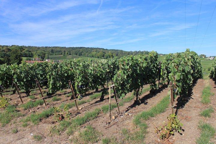 Individuell geplante Champagner-Tagestour für private Gruppen - 8+ Gäste
