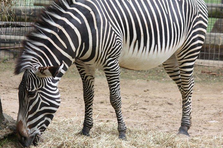 ヴロツワフ：プライベートトランスポートとチケットのある動物園