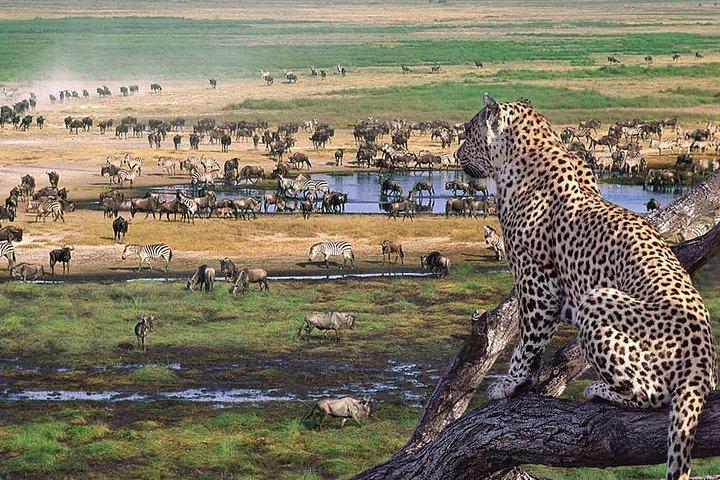 Tour privado de 6 días por Safari en Tanzania