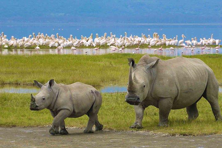 Tour privado de 6 días por Safari en Tanzania