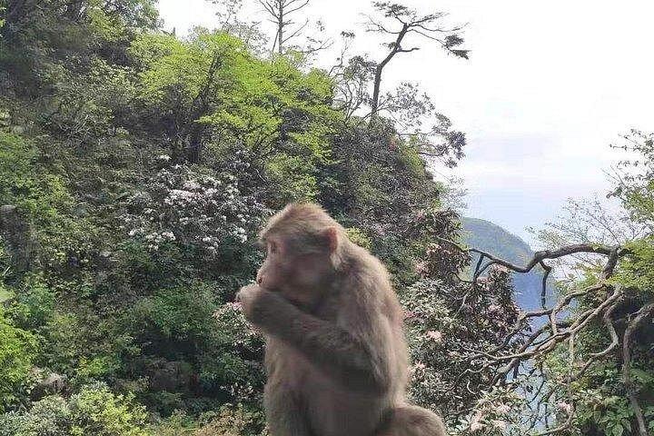 重慶からの楽山大仏と峨眉山のプライベート 2 日間ツアー