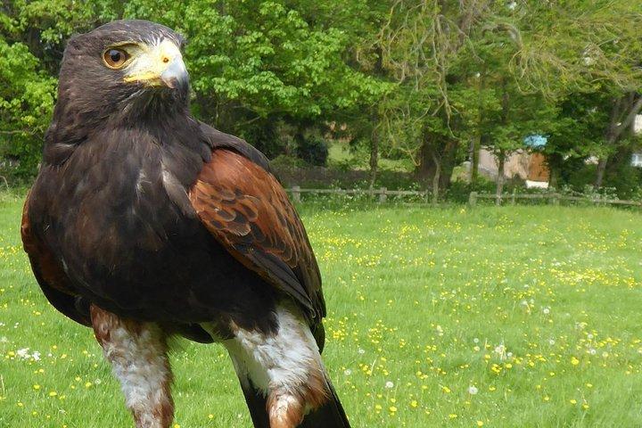 Bath City Tour & Fly a Hawk Experience - Dagtour vanuit Bath