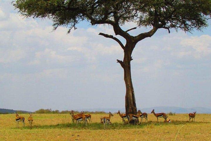 1日サファリからオルパジェタ保護区まで