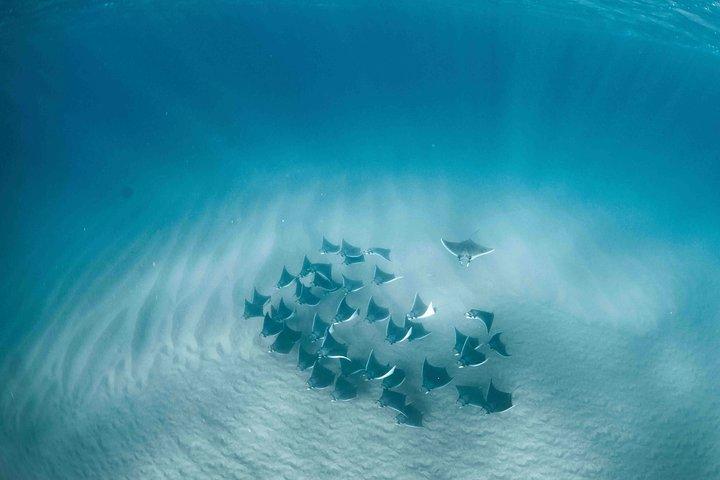 Mobula Ray Snorkeling