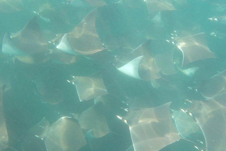 Mobula Ray Snorkeling