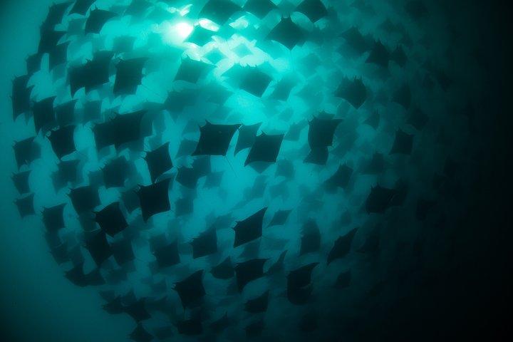 Mobula Ray Snorkeling