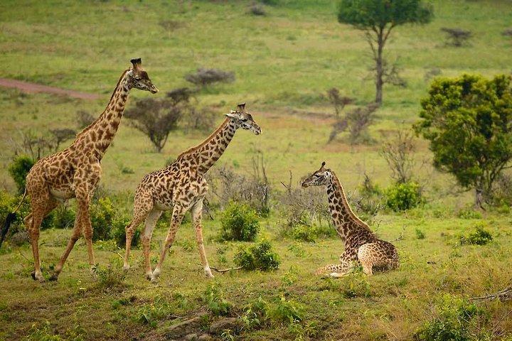 Dagstur til Arusha National Park
