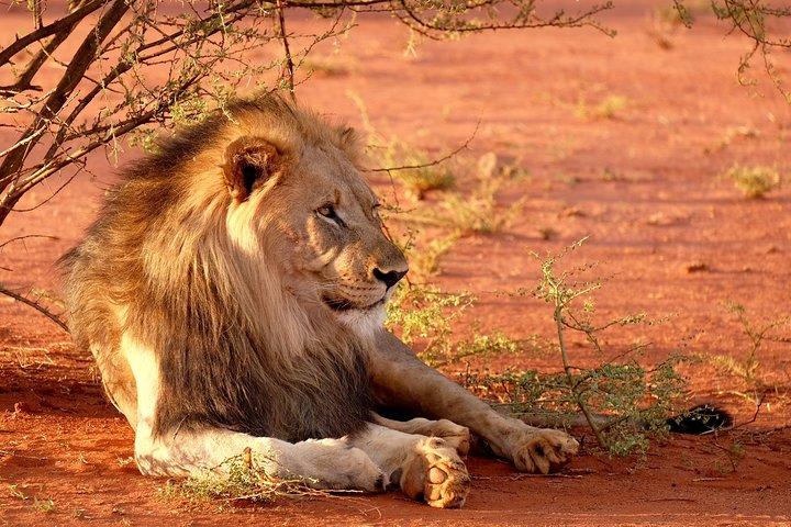 All Inclusive Big 5 Safari Game Drive from Cape Town