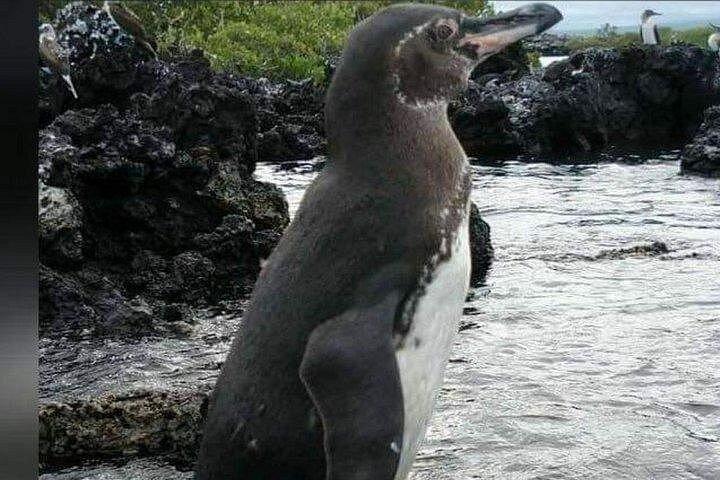2 Days - Isabela Island Fast Visit