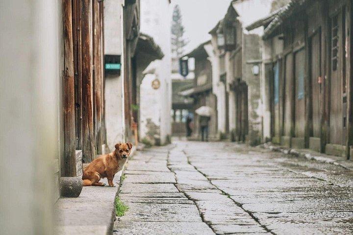 Wuzhenウォータータウンと上海市中心部の間の私的な転送