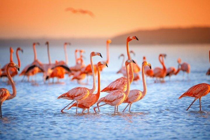 植民地都市バリャドリッド、ピンクのラスコロラダス、ピンクのフラミンゴ