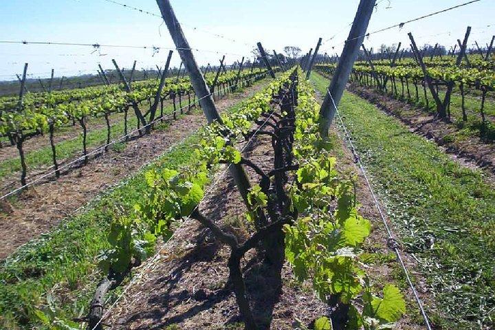 Montevideo Wine Tour com degustação e almoço