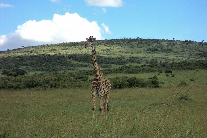 3-dages Budget Masai Mara Safari på vej for familier på 4+