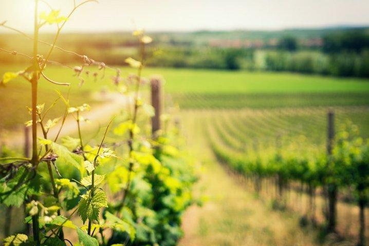 Knossos Wine & More