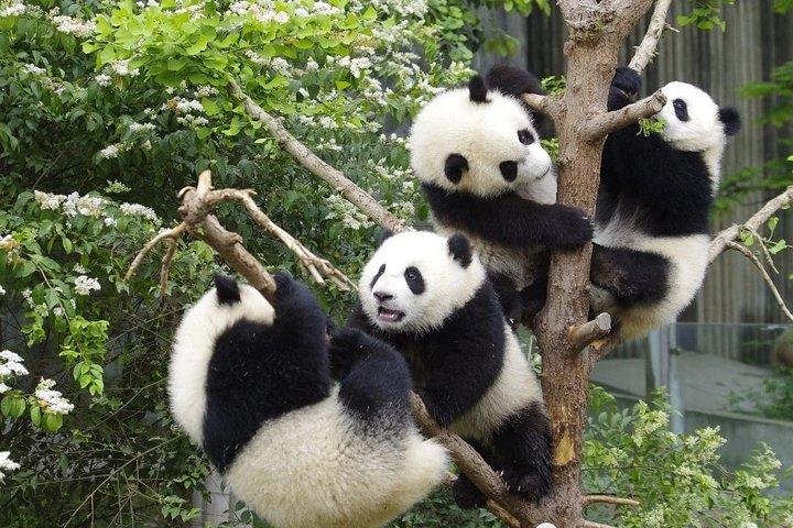 Tour privato di Chengdu Panda Base di un giorno intero e tour del museo del sito di Jinsha