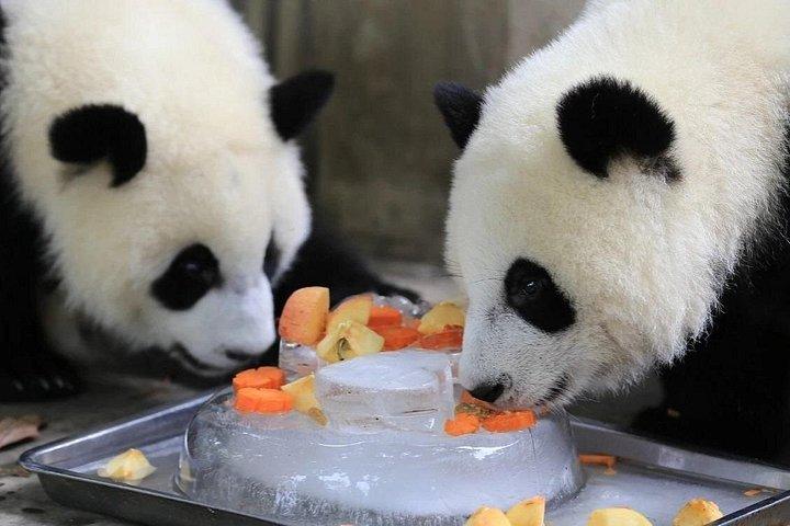 Private Full Day Chengdu Panda Base and Dujiangyan Irrigation System Tour