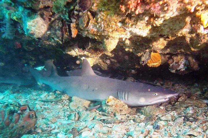Prova le immersioni subacquee a Padang Bai