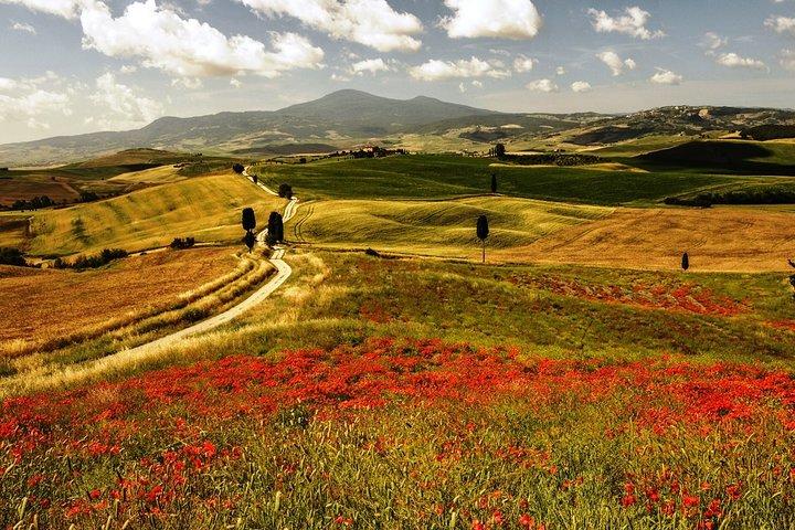 Montepulciano und Pienza Tuscany Wine & Cheese Fullday aus Rom