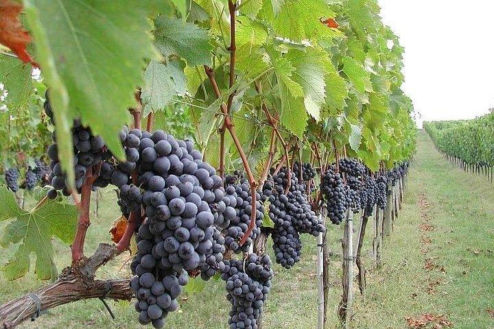 食事とワインの試飲付き、エトナ山の 3 つのワイナリーを巡る 6 時間のプライベート ツアー