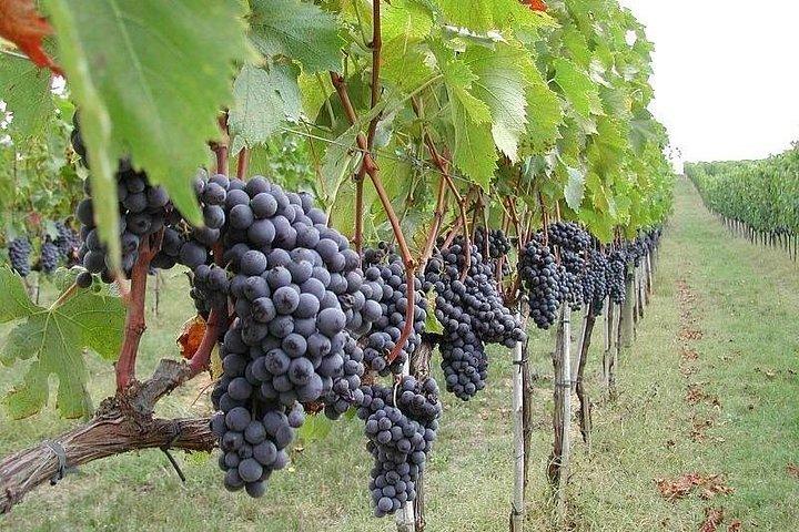 エトナ山とワイナリーのプライベートツアー、タオルミーナからの食事とワインの試飲付き