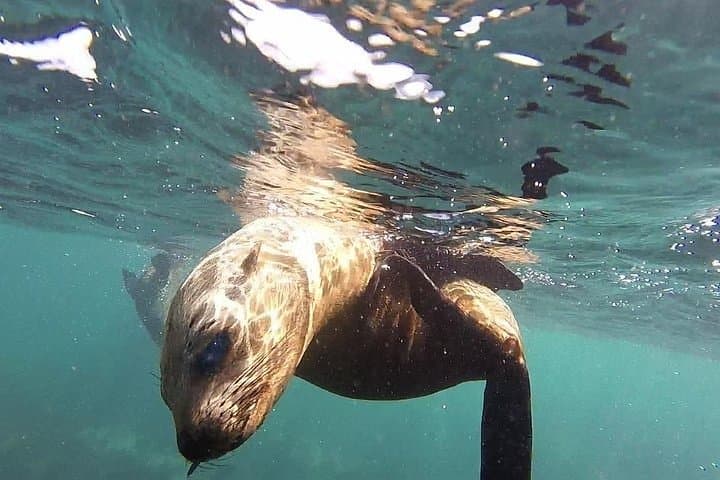 Seal Island, World of Birds and Cape City Center Tour.