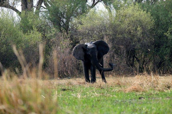 10 días de seguimiento de elefantes Botswana