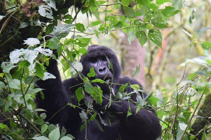 Safari de Gorilla Trekking de 3 dias na Floresta Impenetrável de Bwindi