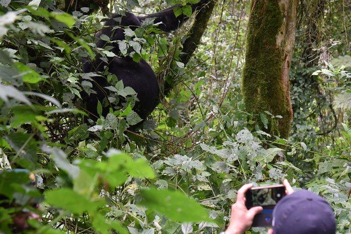 3-dages Gorilla Trekking safari i Bwindi Impenetrable Forest