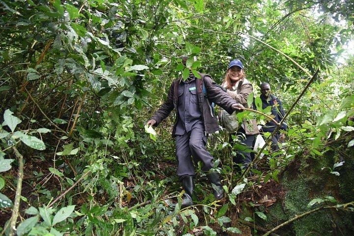 3-dages Gorilla Trekking safari i Bwindi Impenetrable Forest