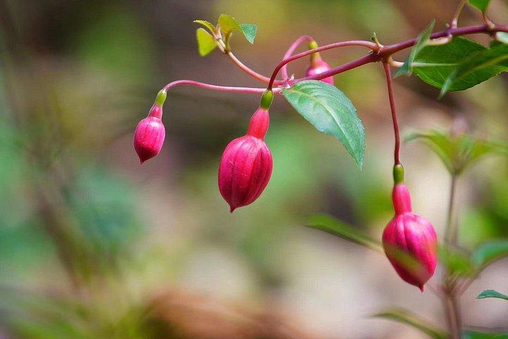 広州から華南植物園へのプライベート日帰りツアー