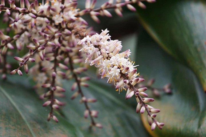 広州から華南植物園へのプライベート日帰りツアー