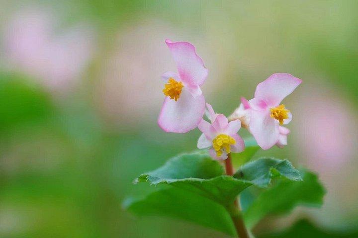 広州から華南植物園へのプライベート日帰りツアー