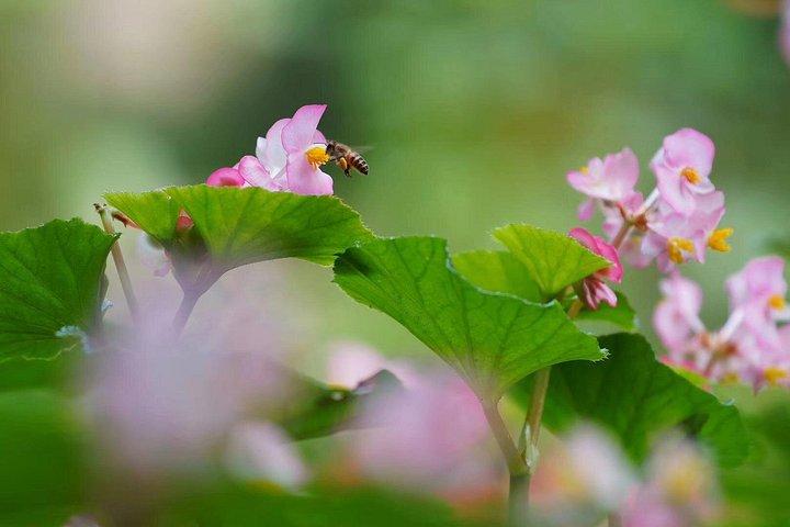 広州から華南植物園へのプライベート日帰りツアー