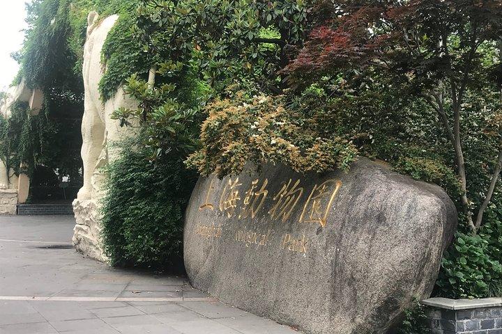 Tour privato dello zoo di Shanghai e crociera sul fiume Huangpu con pranzo dim sum